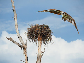 Osprey Flying Right at You