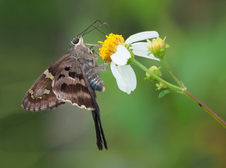 Closeup of Long-Tailed Skipper
