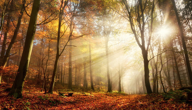 Fototapeta Faszinierende Lichtstimmung in einem bunten Wald im Herbst bei Sonnenschein im Nebel
