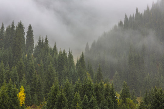 Fog in the mountains, pine trees in the mountains, the background wallpaper, summer, autumn © serikbaib