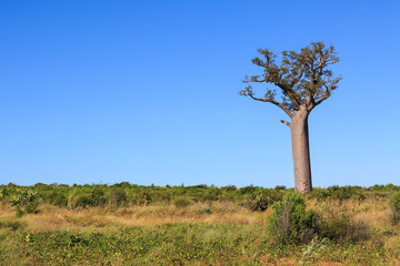 Fototapeta na wymiar Single Baobab tree in an African landscape with clear blue sky