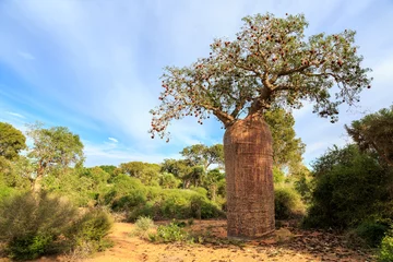 Schilderijen op glas Baobab tree with fruit and leaves in an African landscape © pwollinga