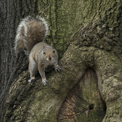 Squirrel on a tree, New York City