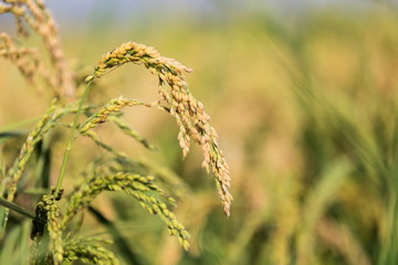 rice detail