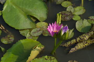 Pink and purple  tropical  waterlilies in the water