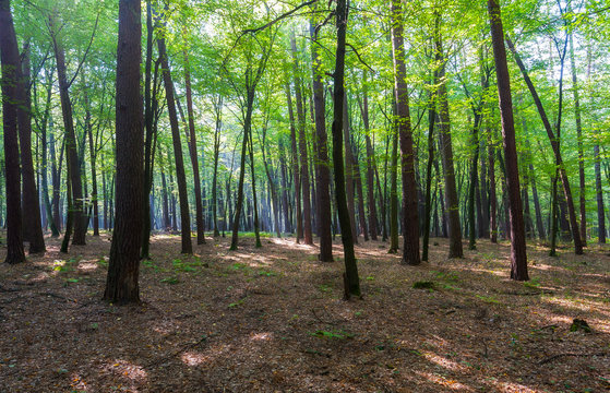 Fototapeta green forest background in sunny day