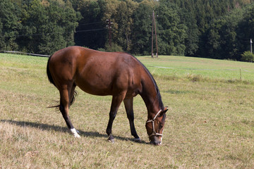 Grazing brown Horse on the green Field