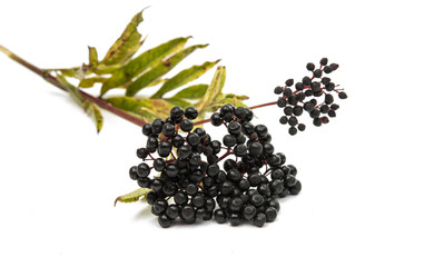 elderberries