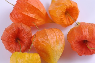 Group of cape gooseberry flowers on white background.