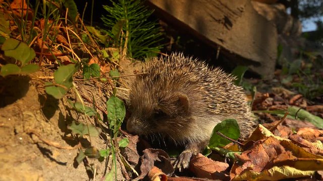 Sweet hedgehog in nature.European Hedgehog (Erinaceus europaeus) foraging in garden. The hedgehog lives in woodland, farmland and suburban areas.Ultra hd 4k, real time