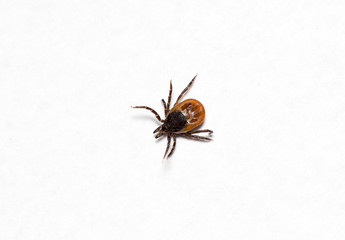 Ixodes ricinus on a white paper.