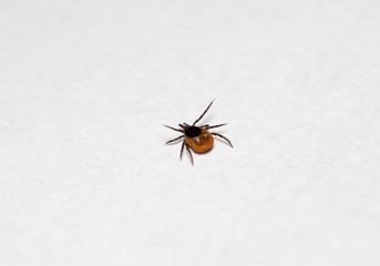 Ixodes ricinus on a white paper.