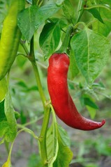 Red long hot pepper
