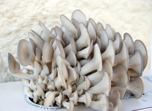 culture de pleurotes