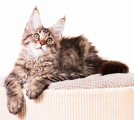 Portrait of domestic black tabby mackerel Maine Coon kitten - 3,5 months old. Cat isolated on white background.