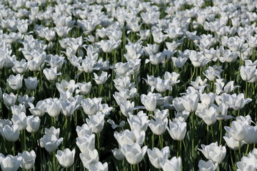 field of white tulips