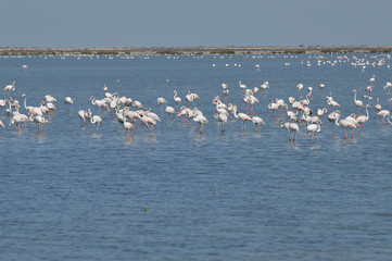 flamencos en las marismas de bonanaza