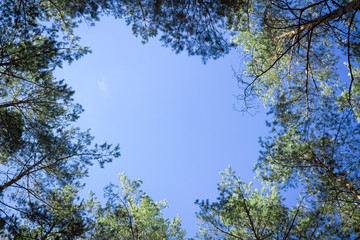 Contiferous trees tops look-up to blue sky