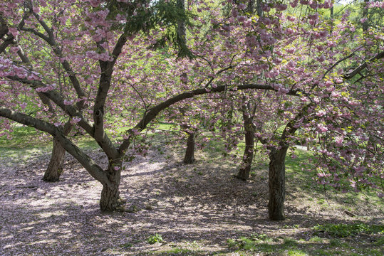 Cherry tree in blossom, Central Park, New York City.