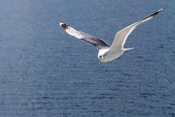 Белое море, север России, Карелия.