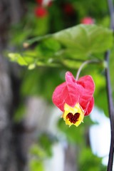 Abutilon megapotamicum blooming red
