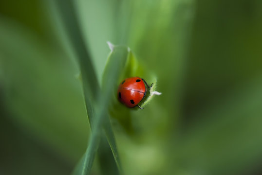 A red ladybug delves into the depths of a green grass blade.