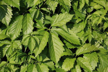 hops leaves
