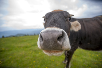 Cow on a summer pasture. Mountains and meadows