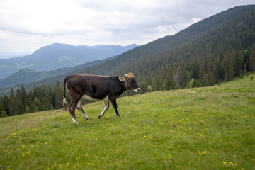 Fototapeta na wymiar Cow on a summer pasture. Mountains and meadows