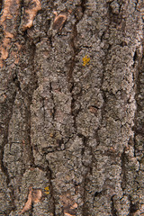 background bark texture
