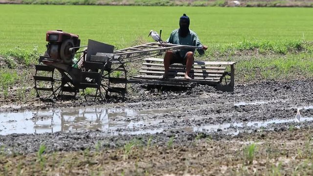 Thai farmer on small tractor in rice farm, Thailand