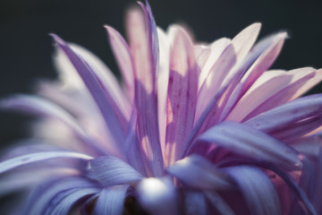 A blooming pink autumn backlit astra flower macro photo. Soft focus