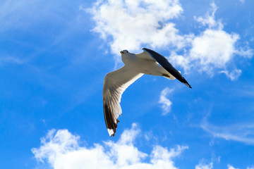 Obraz premium Небо над Белым морем, север России, Карелия.