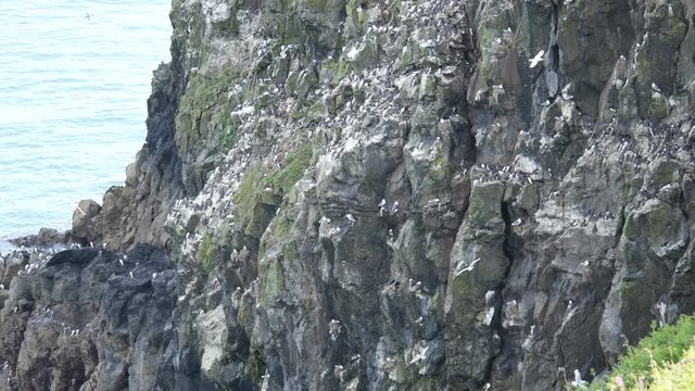 Razorbill (Alca torda) on Skomer Island, Wales, Pembrokeshire, South Wales, UK