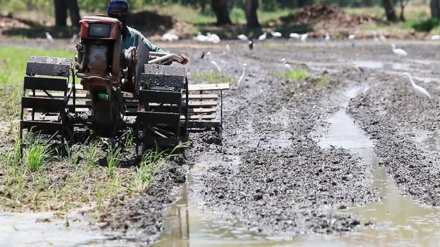 Thai farmer on small tractor in rice farm, Thailand