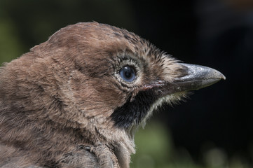 Close up of the head of a jay, Garrulus glandarius. ( Ghiandaia )