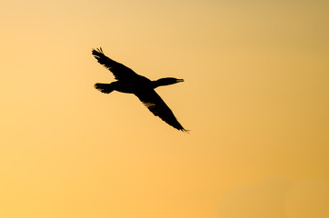 Fototapeta na wymiar Double-Crested Cormoran Flying in the Vibrant Sunset Sky