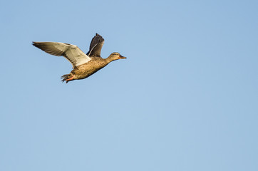 Mallard Duck Flying in a Blue Sky
