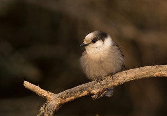 Gray Jay