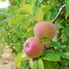 Fresh apples growing on trees at an apple orchard