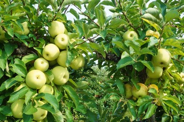 Fresh apples growing on trees at an apple orchard