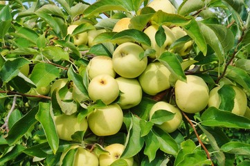 Fresh apples growing on trees at an apple orchard