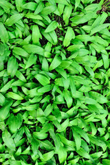 Ramson or wild garlic, lat. allium ursinum