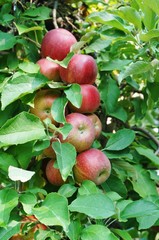 Fresh apples growing on trees at an apple orchard