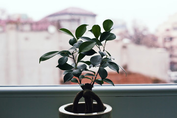 Plant near window