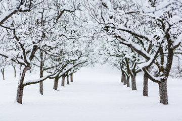 Garden trees in winter