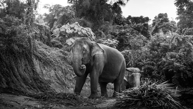 Black and white photo of an elephants eating palm leaves on a hill