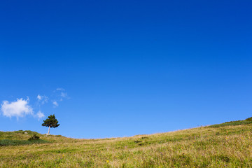 Lonely tree