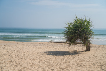 Single small palm tree hanging on sandy beach over sea and sky background during summer day