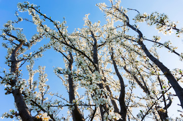 Spring tree blossoms